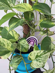Rainbow Pot Plant Stakes